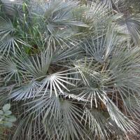 Chamaerops humilis cerifera - avril 2020