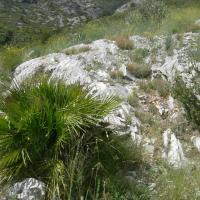 Chamaerops humilis endémique dans la colline - avril 2020