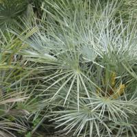 Massif de Chamaerops humilis cerifera - avril 2020