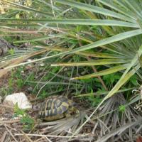 Tortue sauvage d'Hermann allant vers un Chamaerops pour s'y réfugier- avril 2020