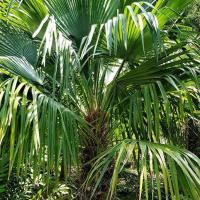 Trithrinax brasiliensis var.acanthocoma